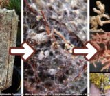 Mycorrhizae, trichoderma and rhizosphere bacteria: what they are and how to use them on plants