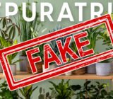 Here are the 12 best plants to purify the air (but it’s all false)