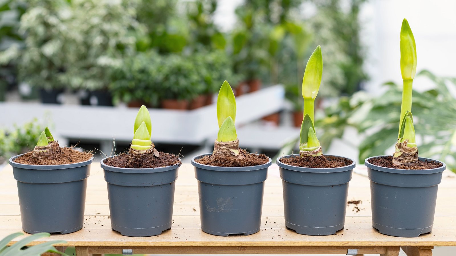5 pots of Amaryllis, placed next to each other, with seedlings in different stages of growth