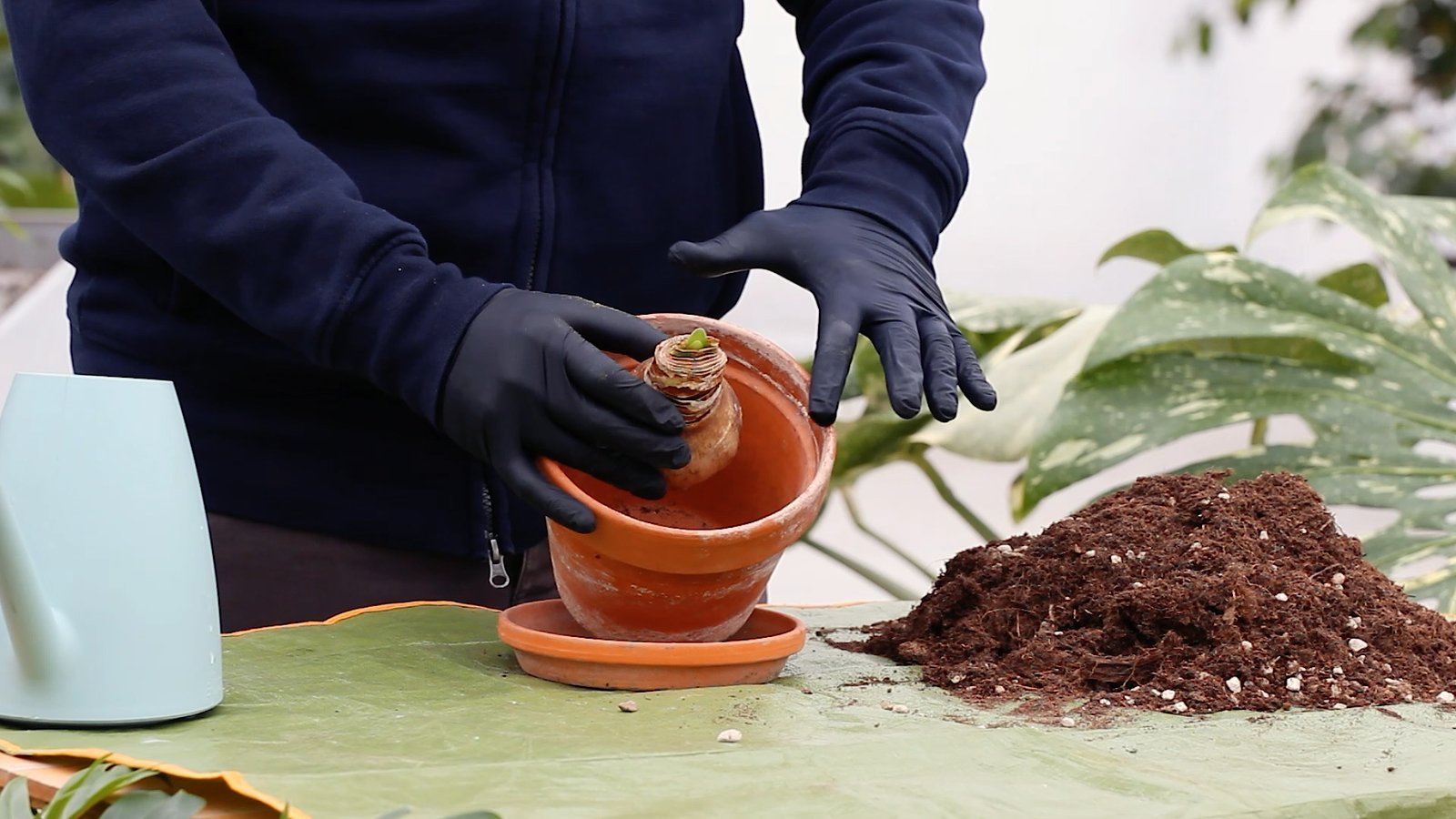 Amaryllis bulb inserted into an empty vase to demonstrate the correct proportions between the vase and the bulb