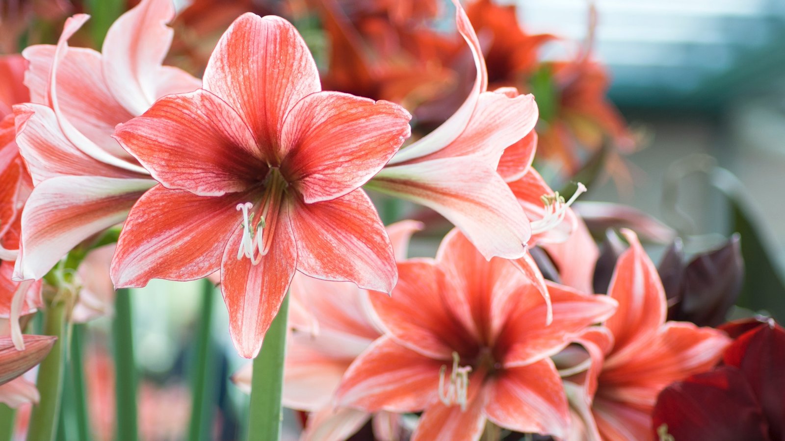 Red Amaryllis flowers with white and pink streaks