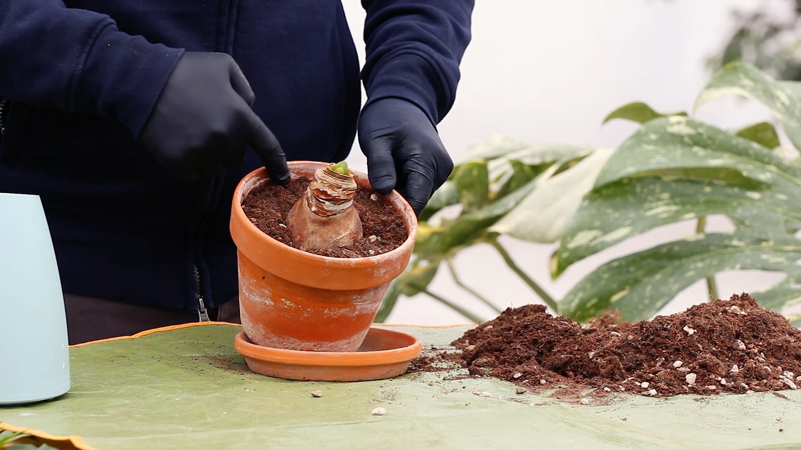 Amaryllis bulb during potting, the edge of about 3 cm is indicated to be left so that the water and earth do not come out during watering