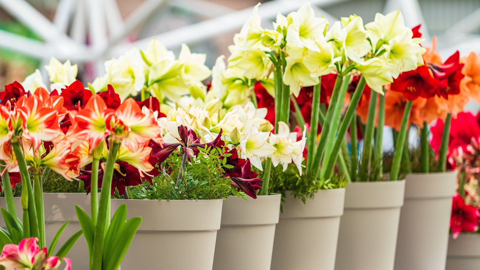 Various Amaryllis plants in pots. The flowers have colors that vary from red to yellow