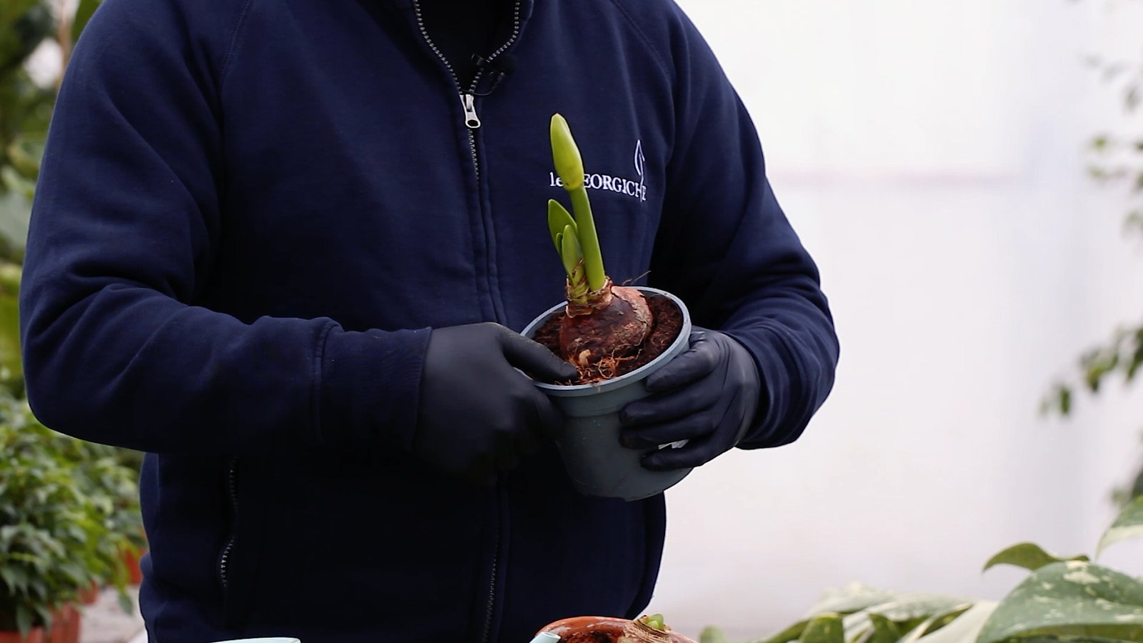 Amaryllis plant not yet flowered from which you can see the stems already coming out