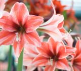 From Amaryllis bulb to plant: complete guide!
