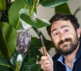 How to make air layering on indoor plants