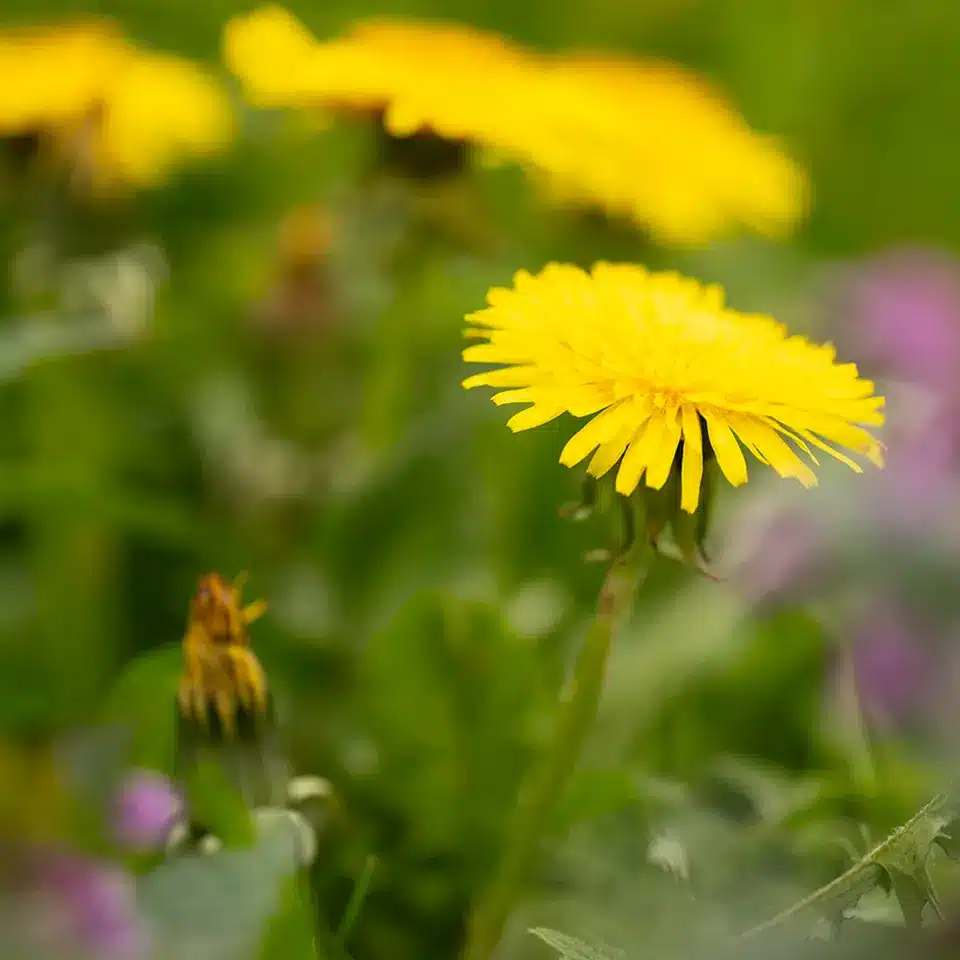 Dandelion flowers