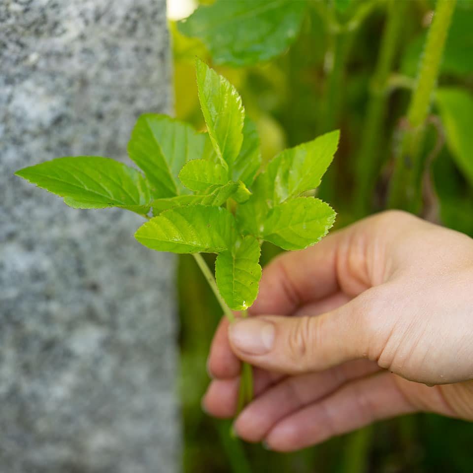 Greedweed in the garden