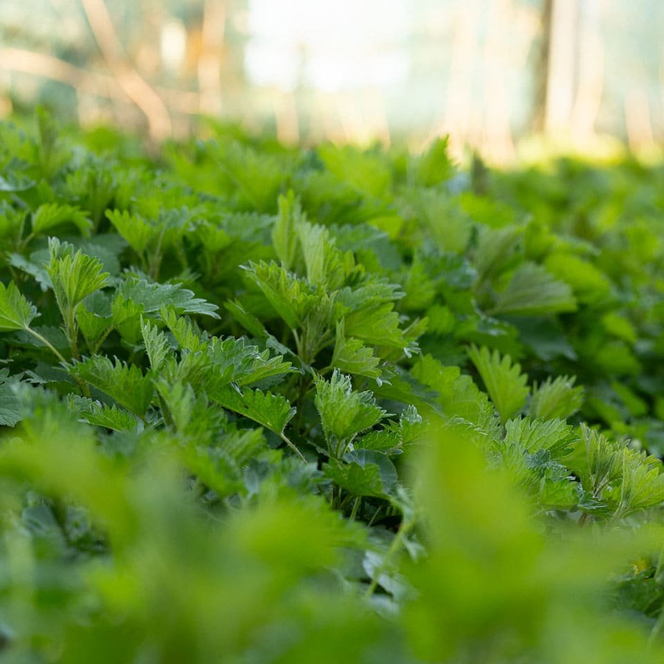 Nettle in April