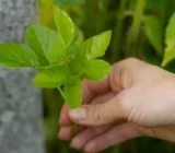 Collect free wild plants in your home or garden now in February