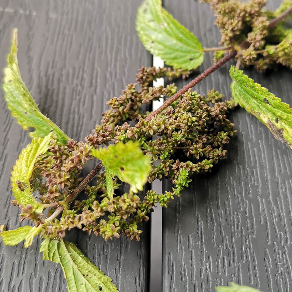 Nettle with brown seeds