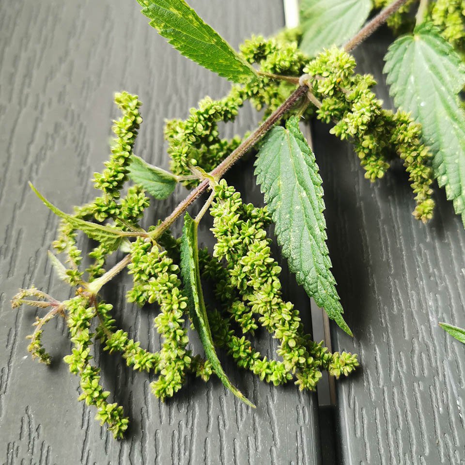Green nettle seeds