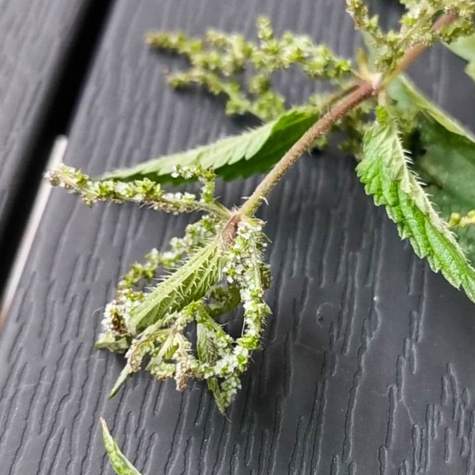 The nettle flower