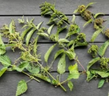 Harvest nettle seeds now in September and preserve healthy winter supplies