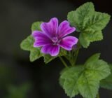 Mallow – healing power of flowers for dry cough