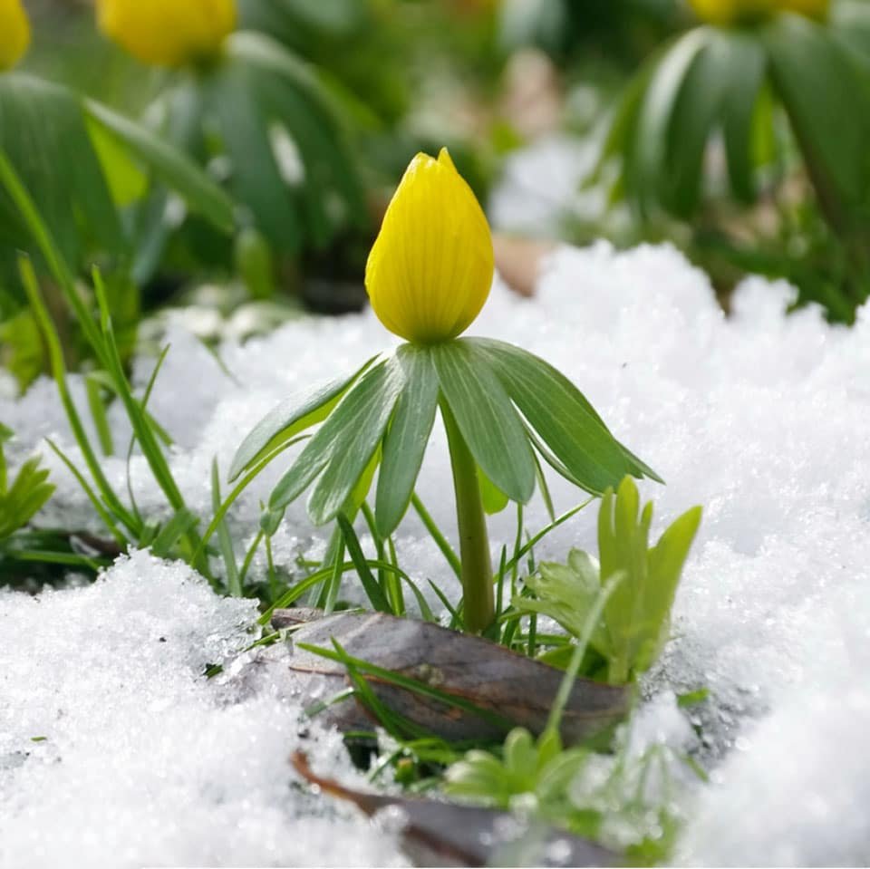 Winter aconite in the snow