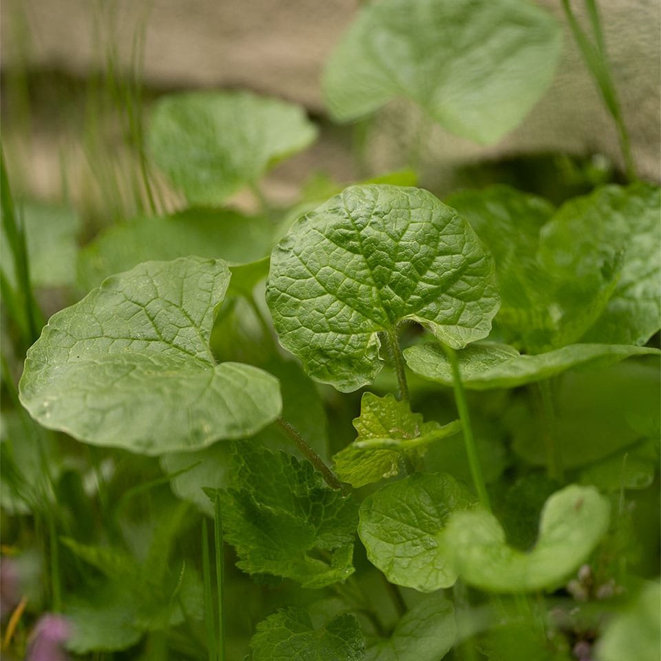 Young leaves of garlic mustard