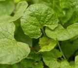 Young leaves of garlic mustard in April