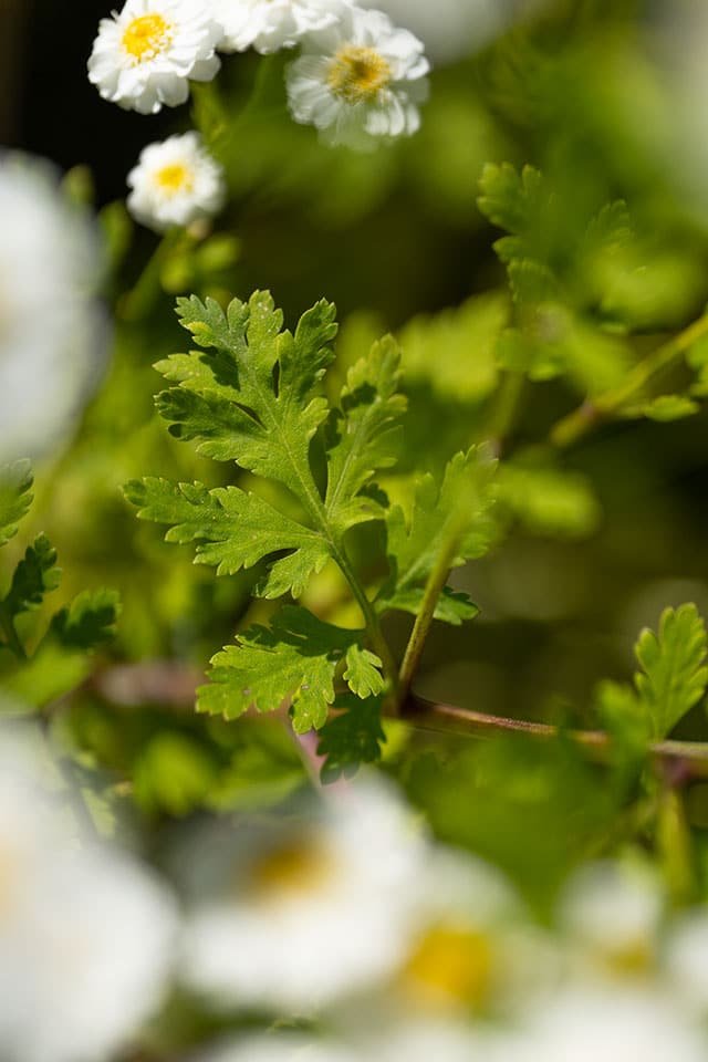Feverfew leaf