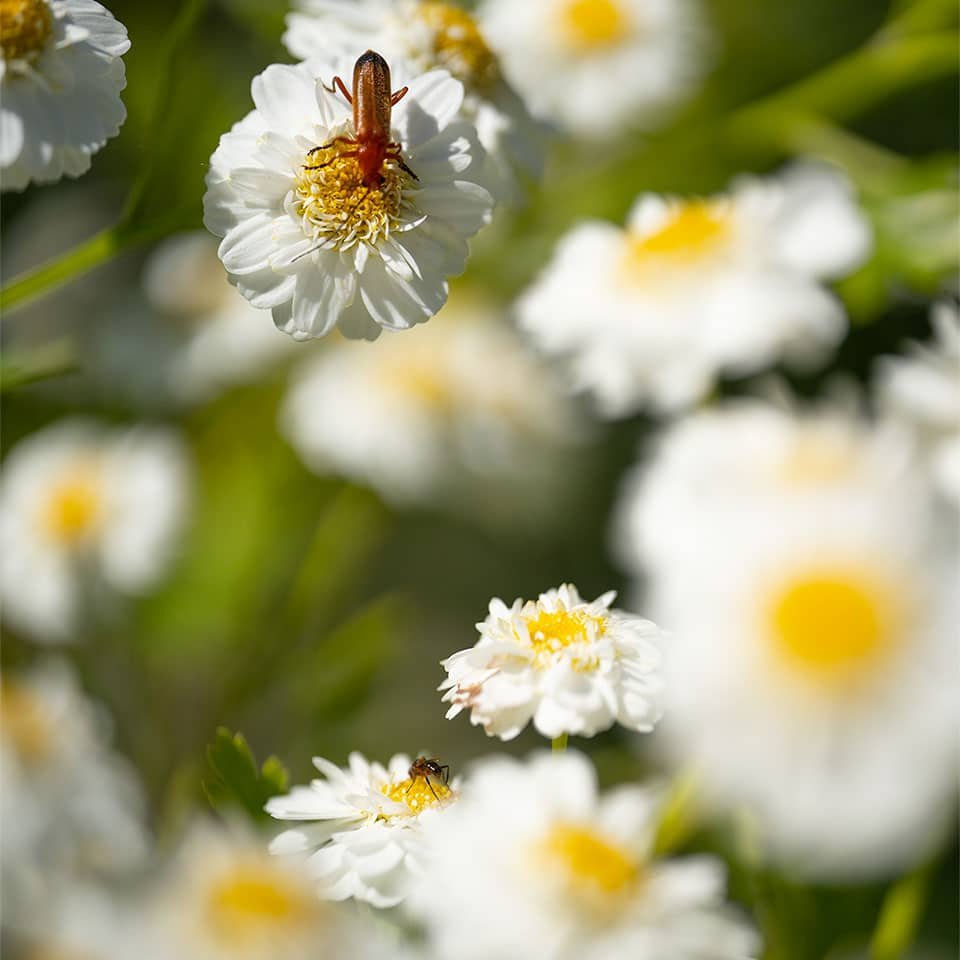Roman chamomile is also called feverfew
