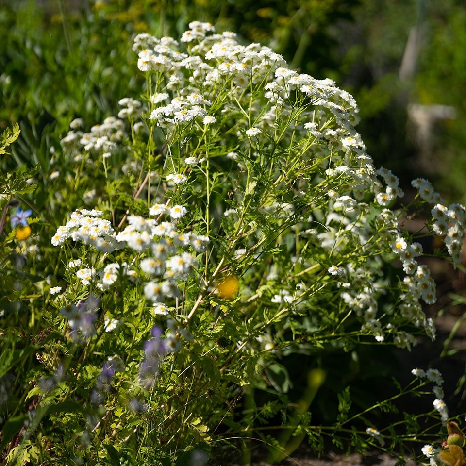 The Roman chamomile stick