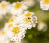 Feverfew – a forgotten medicinal plant