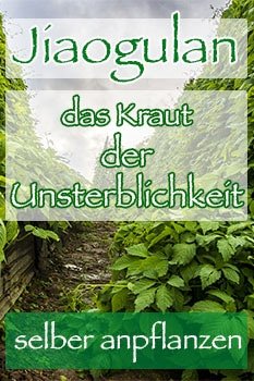 jiaogulan herb of immortality