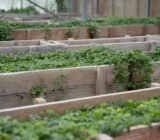 Bring Jiaogulan safely through the winter now