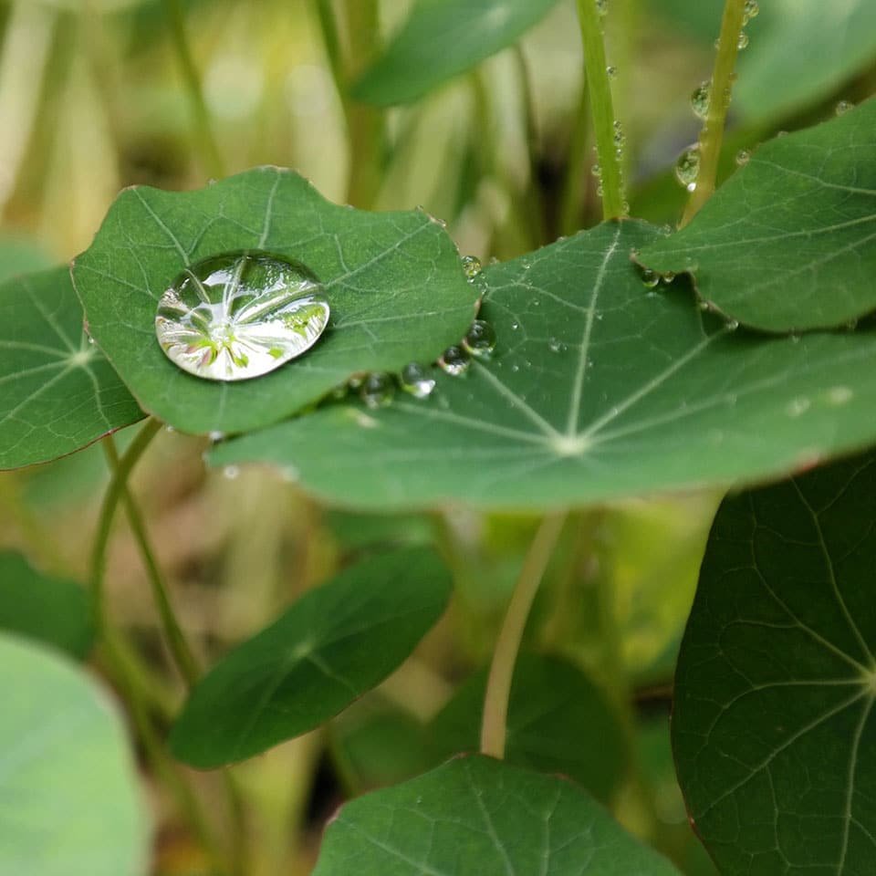 Nasturtium leaf