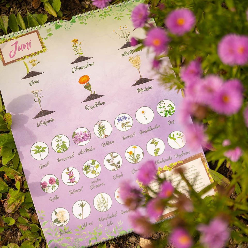 Seasonal calendar of wild herbs in June