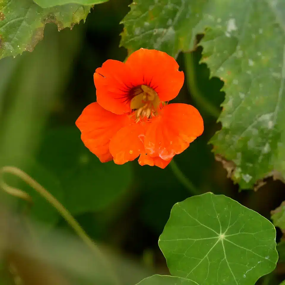 Nasturtium