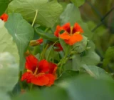 You should harvest these herbs now, otherwise they will break