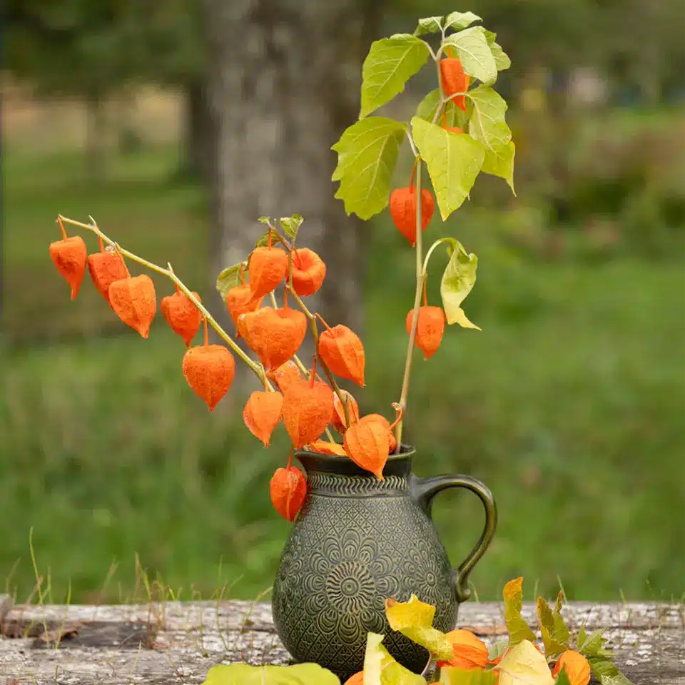 The Chinese lantern blooms in October