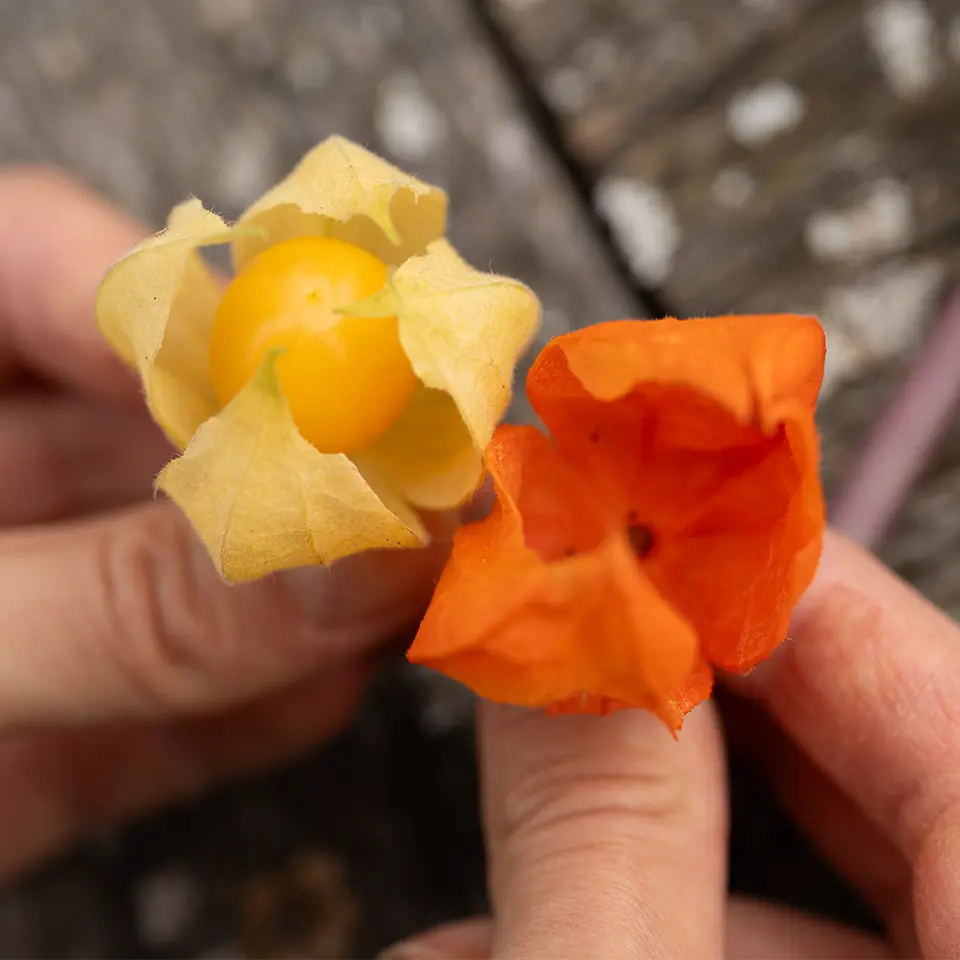 Physalis fruits and lantern flowers compared