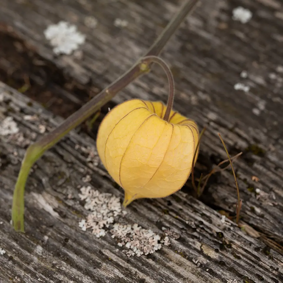 Fruit of Physalis in autumn