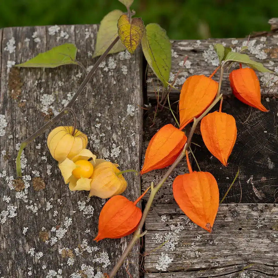 Physalis and Chinese lantern flower compared