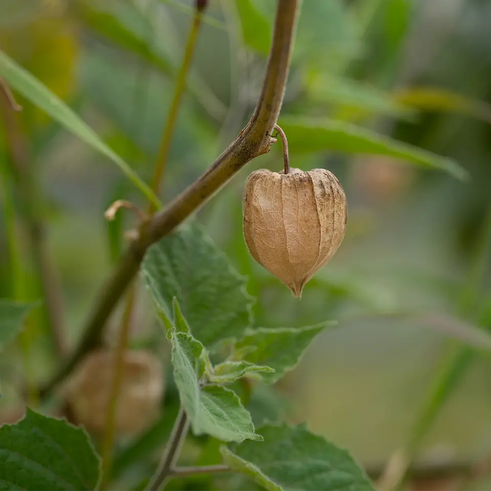 Physalis in the garden
