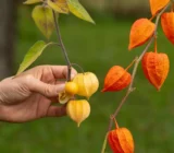 Chinese lantern flower or physalis? Do not collect the poisonous plant in November