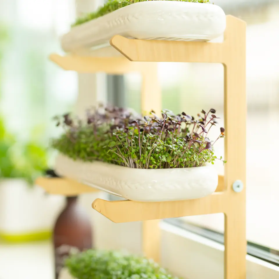 Grow microgreens on your windowsill