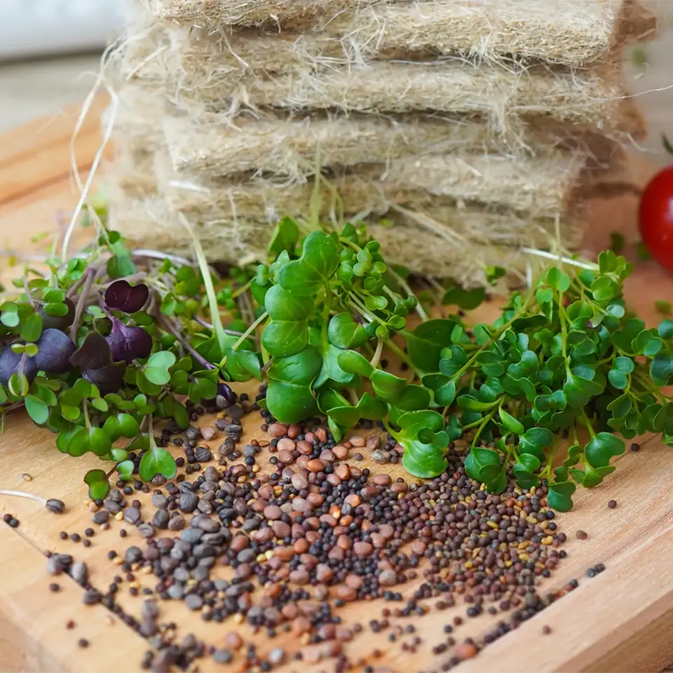 Grow mini vegetables and microgreens yourself in the kitchen