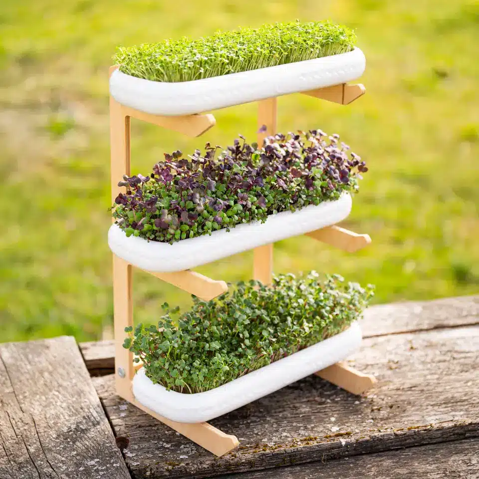 Harvest mini greens on your windowsill in just 7 days