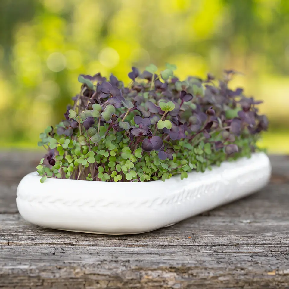 Growing tray for microgreens