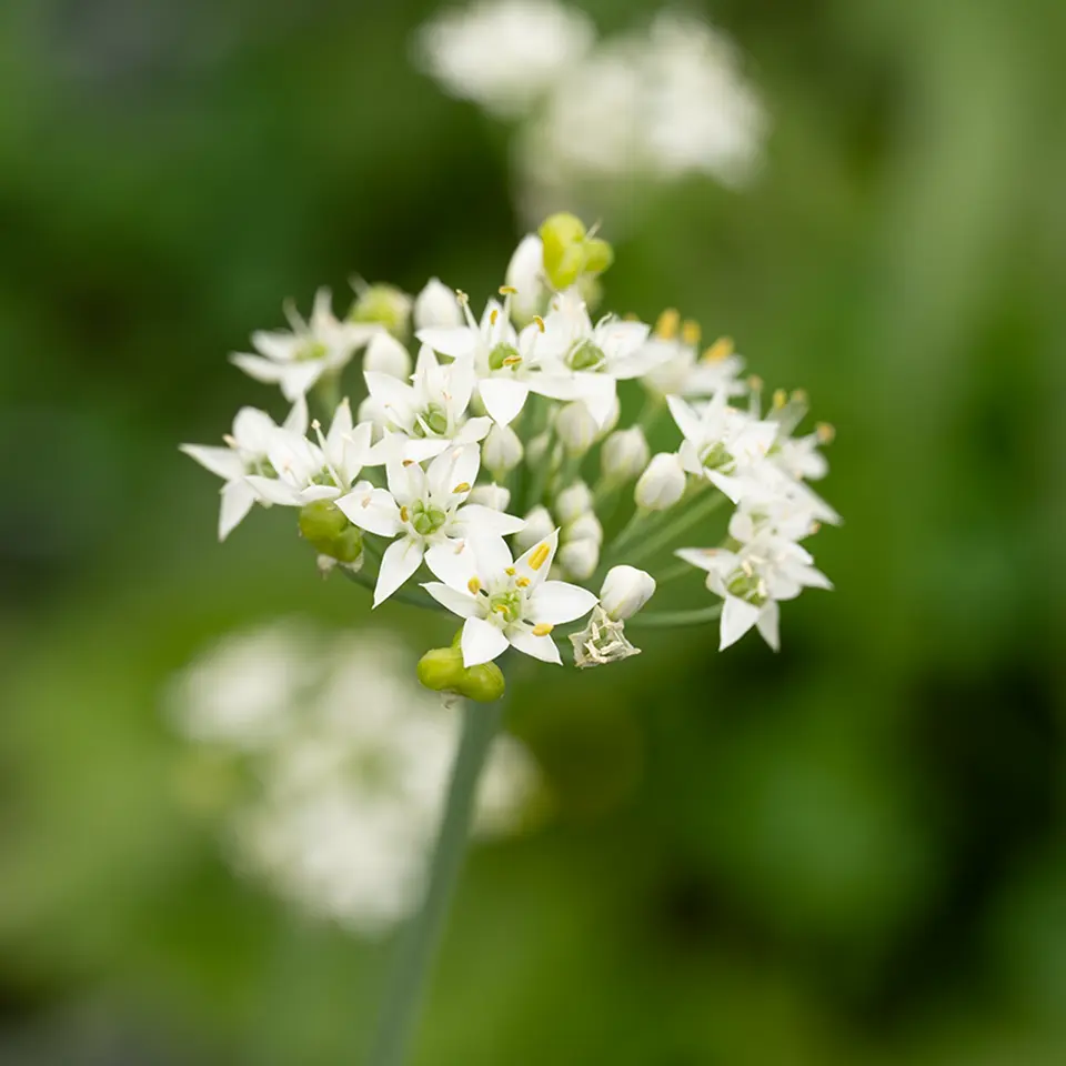 Garlic chive flower