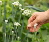 Discover chives: the super herb
