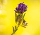 The versatile alfalfa and its healthy alfalfa sprouts