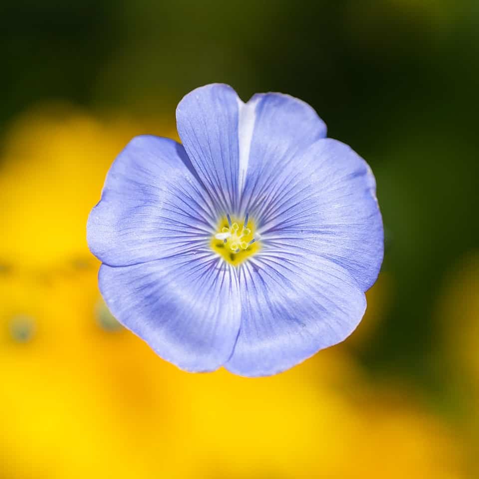 Flax flower