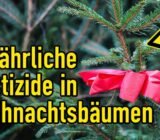 Pesticides in Christmas trees: what to watch out for!