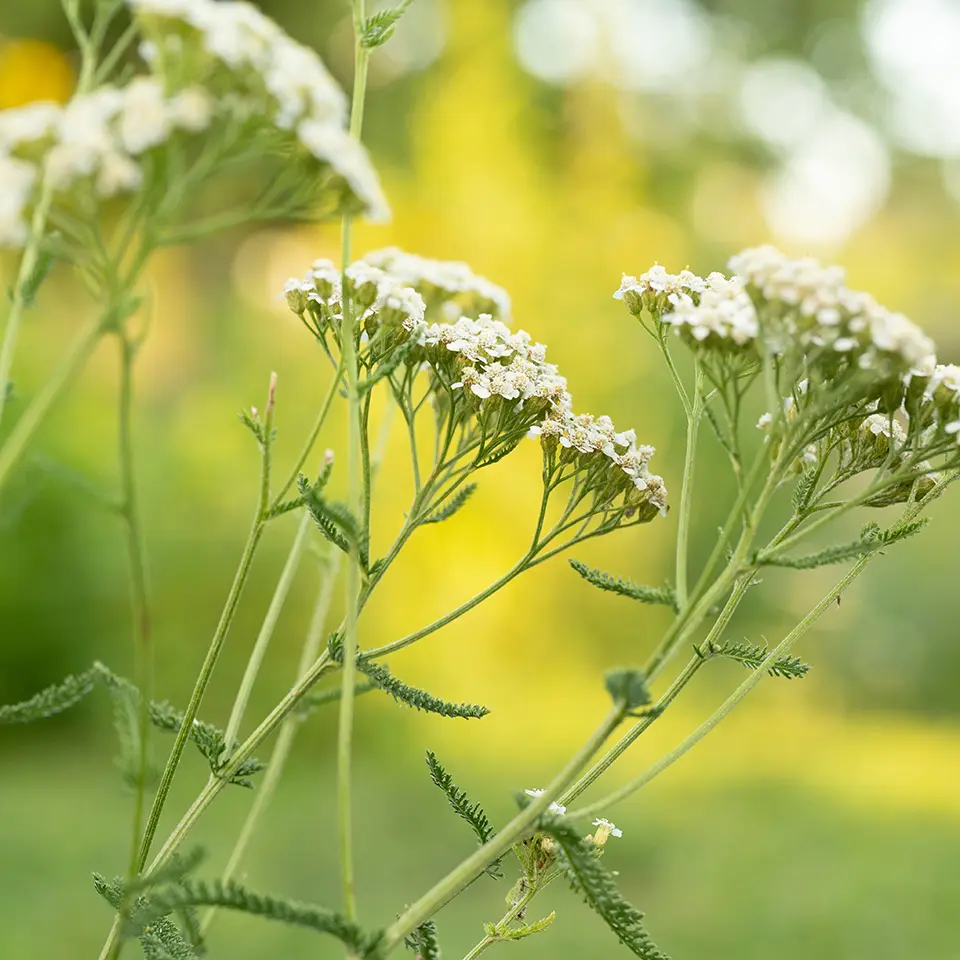 Harvest yarrow in September and October