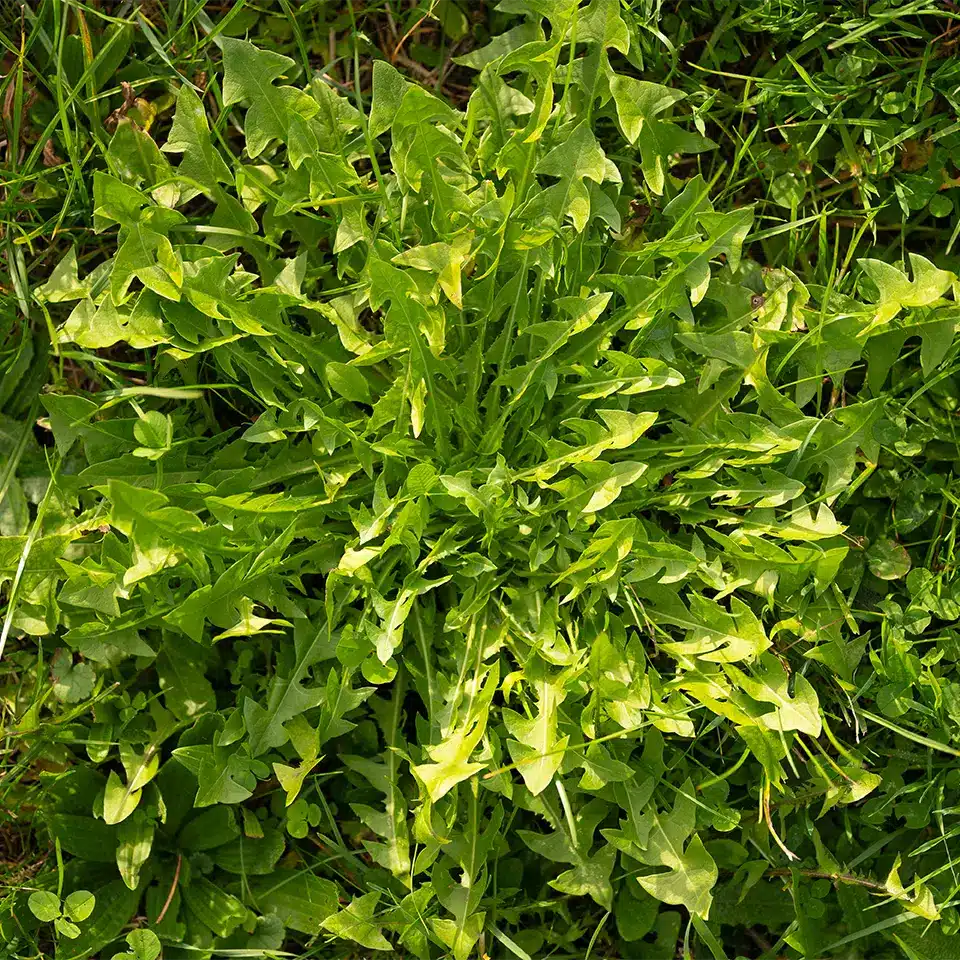 Harvest dandelions in the fall