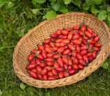 5 powerful wild herbs not to be missed in October